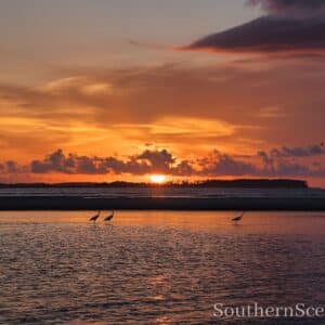 Sunrise and Birds on the Ocean