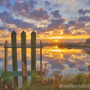 Sunrise and Rice Trunks