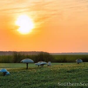 Tiki Huts