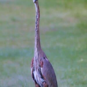 What You Looking At