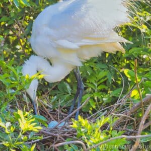 White Egret Mom checking her eggs