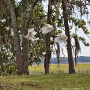 White Ibises in Flight