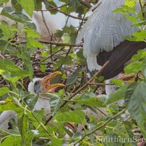 Wood Stork Baby