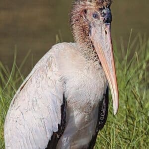 Wood-Stork-Juvenile-up-close