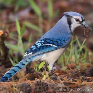 Beautiful Blue Jay