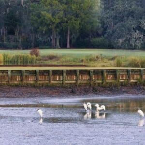Birds on a Pond, even longer