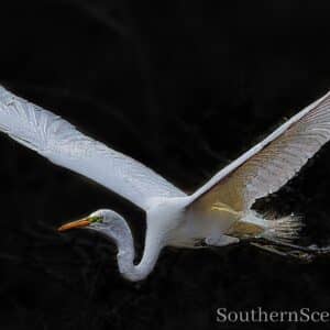 Great Egret