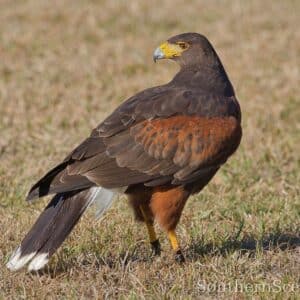 Harris Hawk