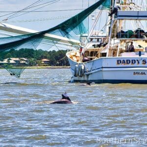 Dolphins and a Shrimp Boat