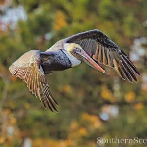 Pelican in flight 2