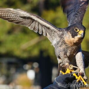 Peregrine Falcon