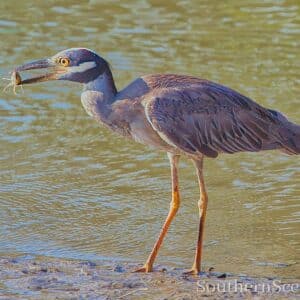 Crowned Night Heron Snacking