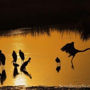 Ibis, Herons and Egrets at Sunrise