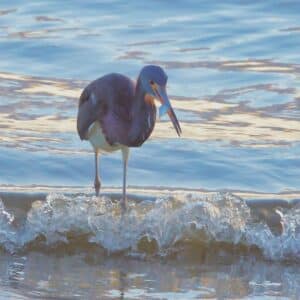 Little Blue Heron with Fish in the Surf