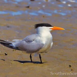 Royal Tern on the beach
