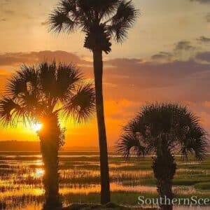 Sunrise thru Palm Trees