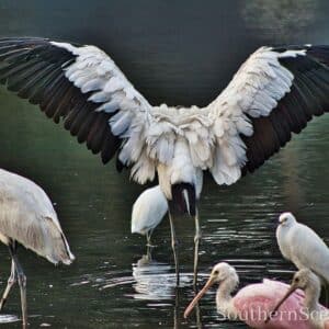 Wood Stork showing off for his buds