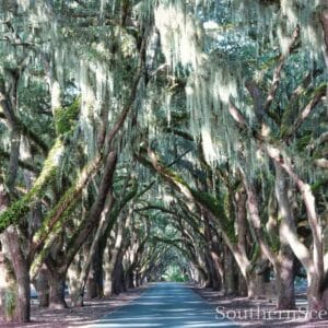 Angel Oaks in Belfair SC