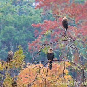 Anhingas in the Fall Trees