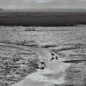 Birds on the Marsh