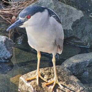 Black-Crowned Night Heron