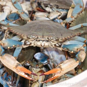 Blue Crab Looking at You