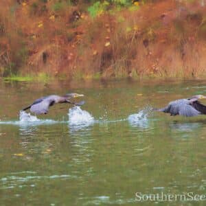 Comorants Taking Off