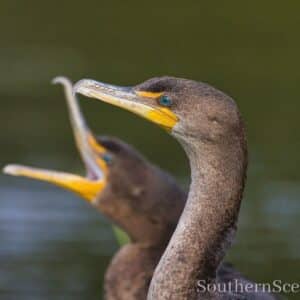 Cormorants Yacking