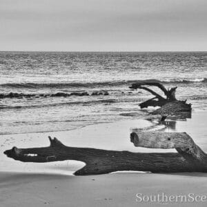 Dogs on the Beach