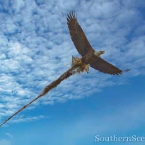 Eagle Building a Nest