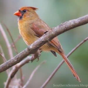 Female Northern Cardinal