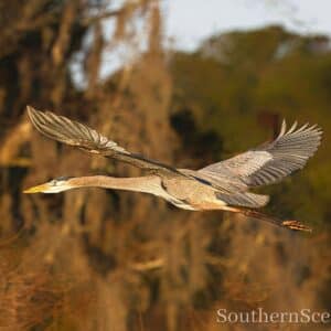 Great Blue Heron in Golden Light