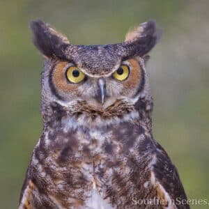 Great Horned Owl