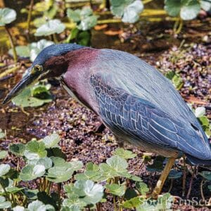 Green Heron