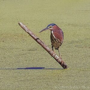 Green Heron on the Moss