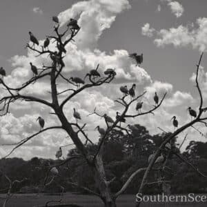Ibis Silhouette in the Sky