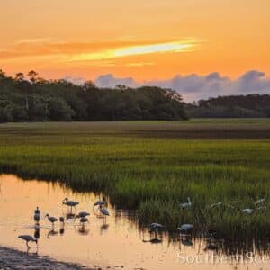 Ibis at Pinckney in the morning