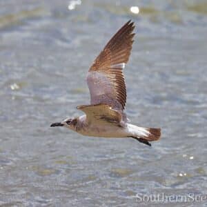 Laughing Gull in Flight