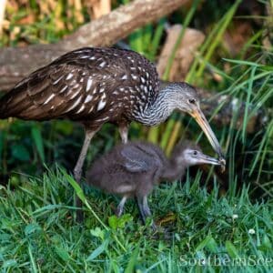 Limpkin Feeding her baby