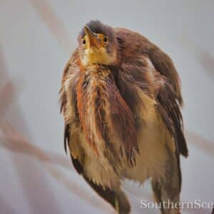 Little Bittern