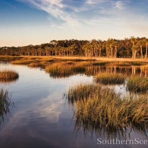 Marsh and Palms in the Palmetto State S.C