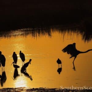 More Birds at Sunrise