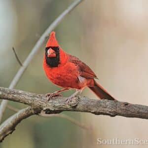 Northern Cardinal 2