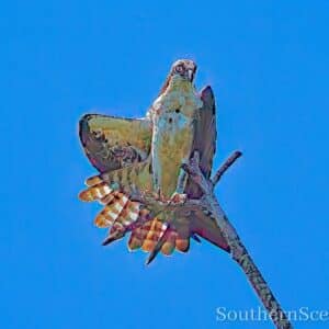 Osprey showing off