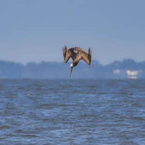Pelican Fishing