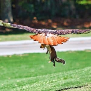 Red-Tailed Hawk with lunch