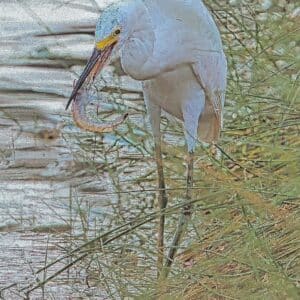 Shrimp for Egret having breakfast
