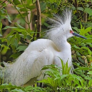 Snowy Egret courting