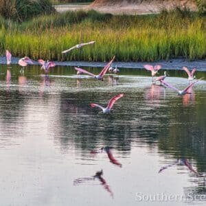 Spoonbills in Flight