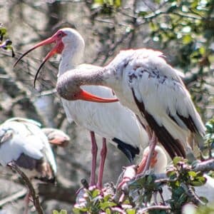 The Plural of Ibis is Ibises' maybe